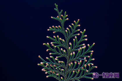 12月16日花语:侧柏,生日花语忍耐