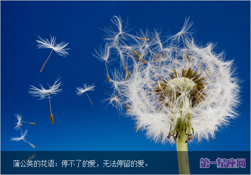 蒲公英的花语,蒲公英的功效与作用