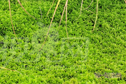 2月3生日花:泥炭藓,生日花语清冽