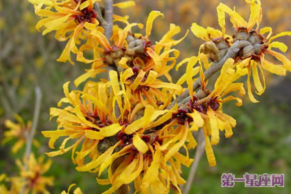 花语大全：金缕梅的花语是什么？