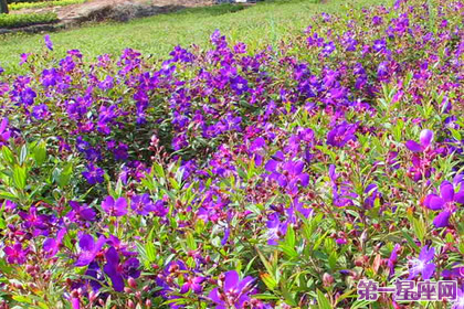 花语传说：野牡丹的花语及传说