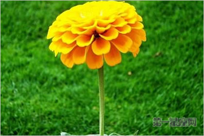 3月25日花语:金盏花,生日花语救济