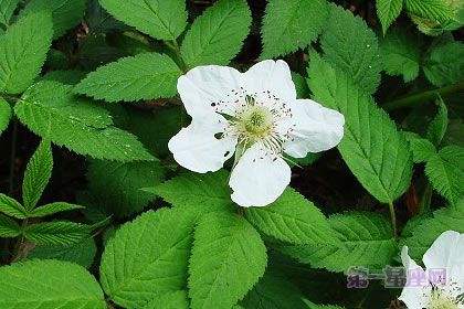 6月12日花语:野蔷薇,生日花语浪漫