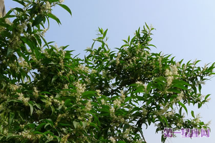 五谷树花语和象征代表意义