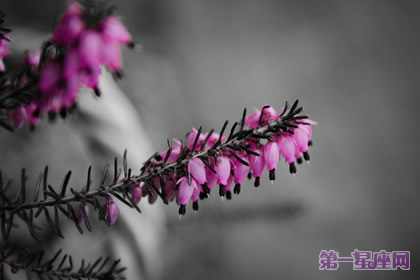 12月27日花语:春天石南,生日花语宠爱