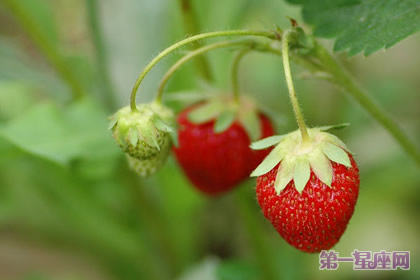 12月30日花语:草苺树,生日花语寡欲