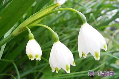 雪片莲花语:新生、纯洁的心