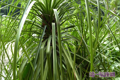 植物酒瓶兰花语和象征代表意义