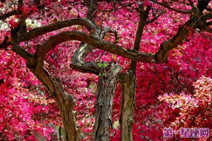 不常见的花与花语：红花继木的花语