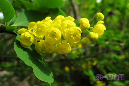 6月9日花语:小檗,生日花语善与恶