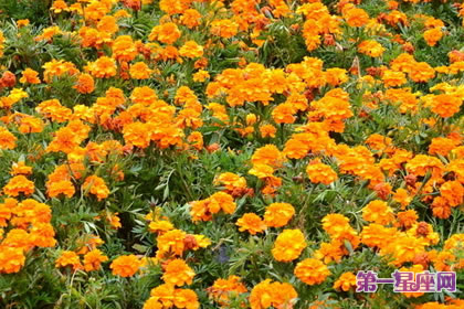7月21日花语:孔雀草,生日花语爽朗