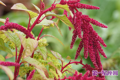 8月8日花语:尾穗苋,生日花语勤劳