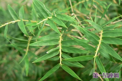 凤尾竹花语：节节高升、平安之意